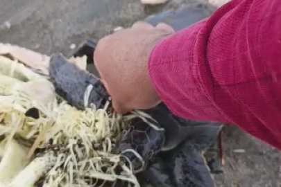 Hatay’da çuvala dolanan yavru deniz kaplumbağası belediye ekiplerinin dikkatiyle kurtuldu

