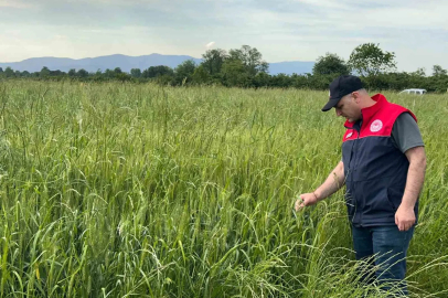 Düzce’de yem bitkileri ekili alanlar denetlendi
