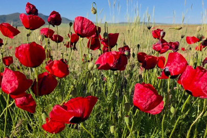 Gelincikler tarlaları kırmızıya boyadı

