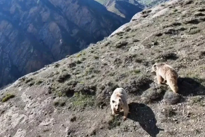Ayılar gitmeyince beddua etti, gülümsetti
