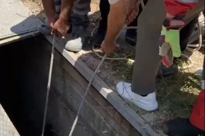 Havalandırma boşluğuna düşen eşek kurtarıldı
