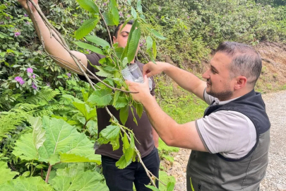 Akçakoca’da kestane gal arısına karşı biyolojik mücadele
