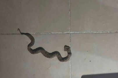 Siirt’te apartmanda görülen yılan paniğe neden oldu
