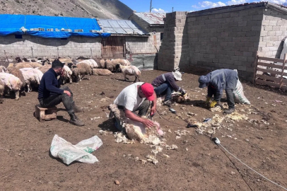 Erzincan yaylalarında kırkım mesaisi
