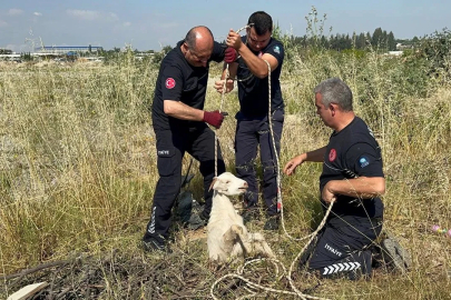 Otlarken kanalizasyon çukuruna düşen oğlak, çıkardığı sesle kurtuldu
