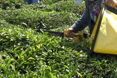 ÇAYKUR yaş çay alımına 1 günlük ara verdi
