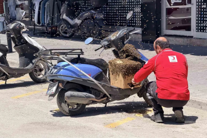 Şehrin göbeğinde oğul veren arılar ilgi odağı oldu
