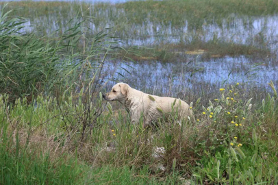 Milleyha Sulak Alanına 5 yavru köpeği bırakan 2 şahsa 540 bin TL para cezası uygulandı
