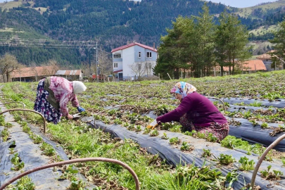 Samsun’da 14 bin 358 üreticiye destek
