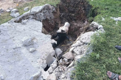 Şanlıurfa’da foseptik çukuruna düşen inek kurtarıldı
