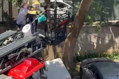 Ağaçta mahsur kalan kedi itfaiye tarafından kurtarıldı
