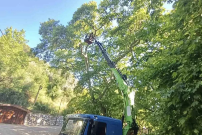 Karacasu’daki anıt ağaçlar yaz dönemine hazırlandı
