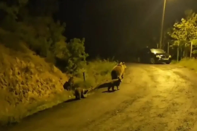 Anne ayı ve üç yavrusu komşusu oldu
