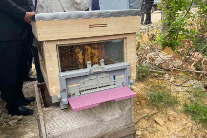 Sinop’ta Türkiye’nin 913’üncü bal ormanı hizmete açıldı
