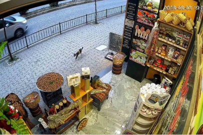 Giresun’da kedinin devirdiği çuvaldaki cevizleri yoldan geçen vatandaşlar topladı
