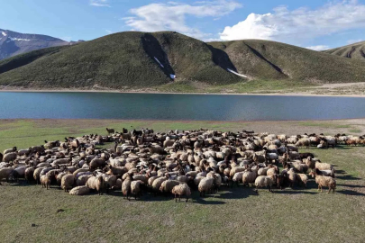 Göçerler 5 aylık yayla sezonunu Bitlis’te açtı

