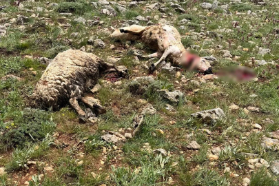Sivas’ta koyun sürüsünün üzerine yıldırım düştü, 5 koyun telef oldu
