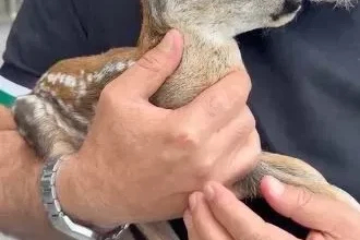 Çay bahçesinde bulunan yavru karaca doğraya bırakıldı
