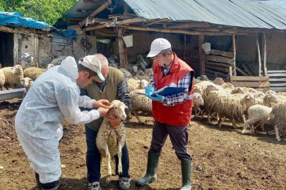 ’Halk Elinde Küçükbaş Hayvan Islahı Projesi’nde doğan kuzular tespit edildi
