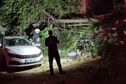 Dut ağacı park halindeki araçların üzerine devrildi, faciadan dönüldü
