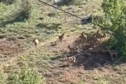 Elazığ’da koruma altındaki dağ keçileri sürü halinde görüntülendi
