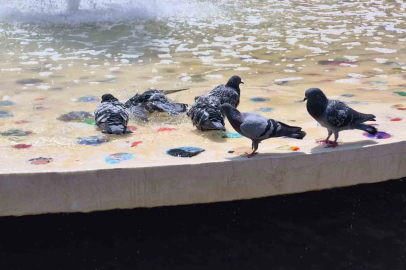 Sıcaktan bunalan güvercinler süs havuzunda serinledi
