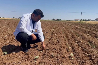 Hububat hasadıyla birlikte pamuk tarlalarını bekleyen tehlike
