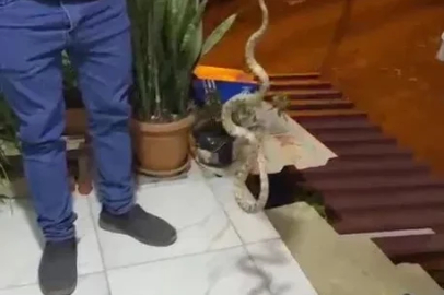 Evine giren yılanı "Evime gelme bak, kafanı ezerim" diyerek doğaya bıraktı
