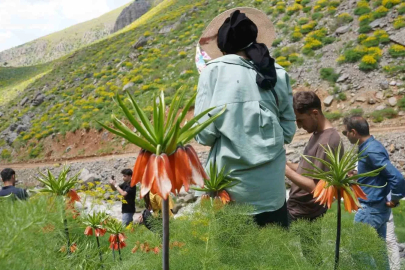 Şırnak’ın saklı cennetinde ters laleler mest etti
