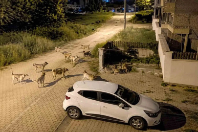 Bolu’da köpek sürüsü tedirginliği
