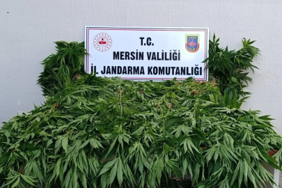 Ormanda kenevir yetiştirenlere suçüstü operasyon: 2 tutuklama
