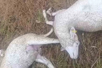 Kırklareli’nde şiddetli yağışta hayvanlar telef oldu, tarım arazileri zarar gördü
