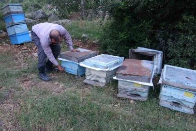Keven ve kekik balı için yayla yolculuğu başladı

