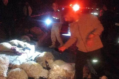 Van’da otomobil koyun sürüsüne çarptı: 17 koyun telef oldu
