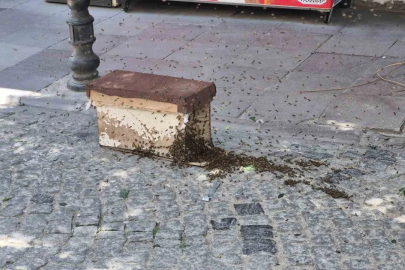 Eskişehir’de arı paniği
