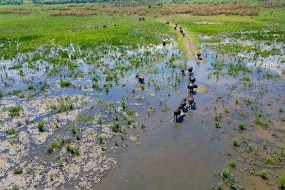 Eber Gölü’nde oluşan manzara Serengeti Parkı’nı aratmadı
