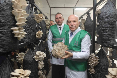 Erzurum Büyükşehir Belediyesi istiridye mantarı üretimine öncülük yaptı

