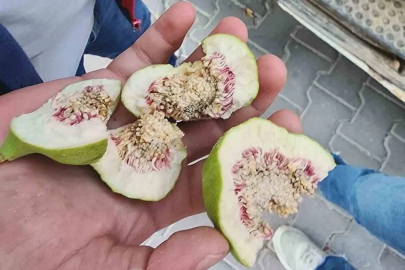 Buharkent’te üreticiler ’belgesiz ilek’ kullanımına karşı uyarıldı
