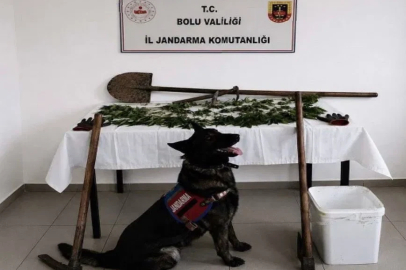 Bolu’da kenevir bahçesi oluşturan şüpheli tutuklandı
