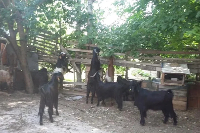 Gediz Akdağ’da Yörüklerin yayla göçü başladı
