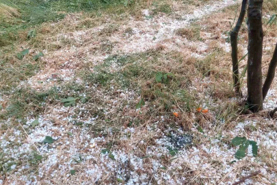 Aydın’da dolu etkili oldu, ağaçlar zarar gördü
