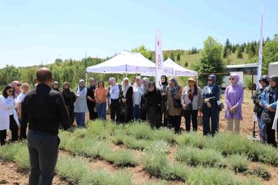 Bozkırların altın çiçeğinde hasat sevinci
