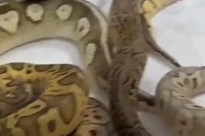 İstanbul’da bir evden 18 piton, 21 Mısır ve 3 king yılanı çıktı
