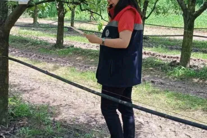 Çarşamba’da fındık üreticilerine ’kokarca’ ve ’külleme’ uyarısı
