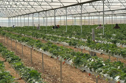 DOĞAKA’nın desteklediği projede çilekler hasat edilmeye başlandı
