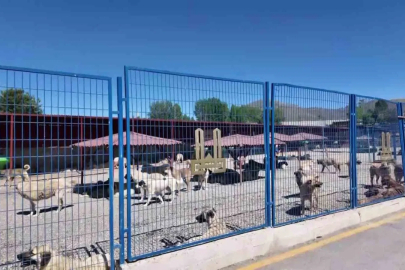 Bakan Mustafa Çiftçi’nin Erzurum’daki sokak köpeği başarısı Türkiye’ye örnek oluyor
