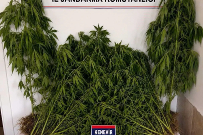 Ev ve bahçesinde kenevir yetiştiren şüpheli yakalandı
