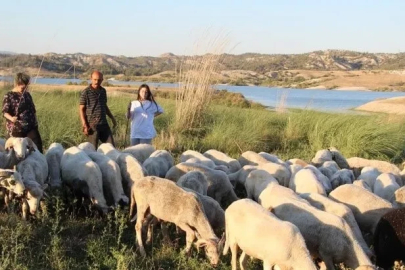 Çobanlık yaparken 2 dil öğrendi, üniversiteyi birincilikle bitirdi

