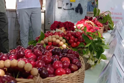 60. Uluslararası Tekirdağ  Kiraz Festivali başladı: En güzel kirazlara 60 bin lira ödül
