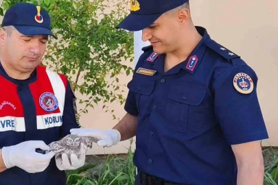 Yozgat’ta yavru baykuşa Jandarma ekipleri şefkat eli uzattı
